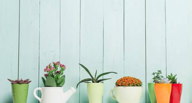 Bring your home to life with house plants