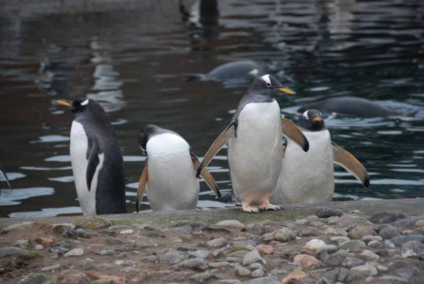 6 unusual Edinburgh traditions explained